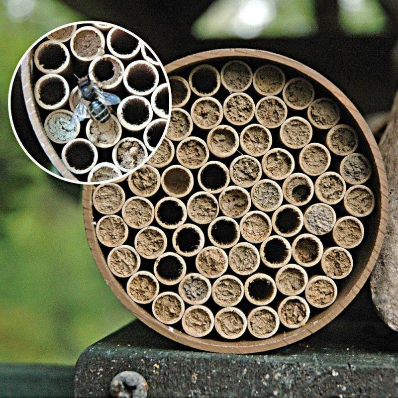 Orchard Mason Bee 52 Tube Nesting Kit | Backyard Birds & Nature Backyard Birds & Nature Backyard Birds & Nature